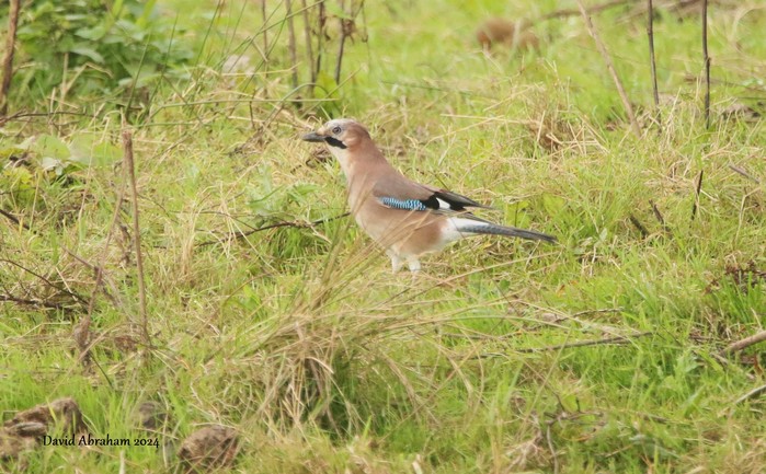 Jay 