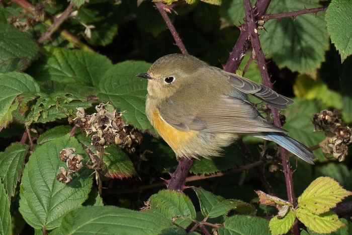 Red-flanked Bluetail