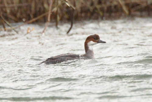 Smew
