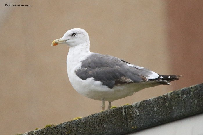 Lesser Black-backed Gull 