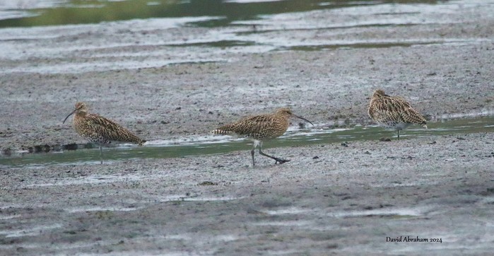 Curlew 