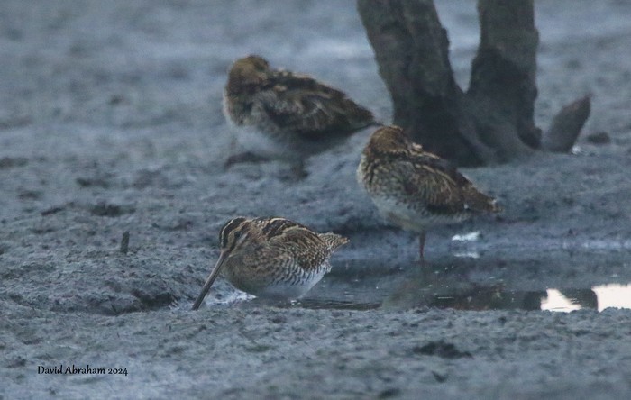 Snipe 