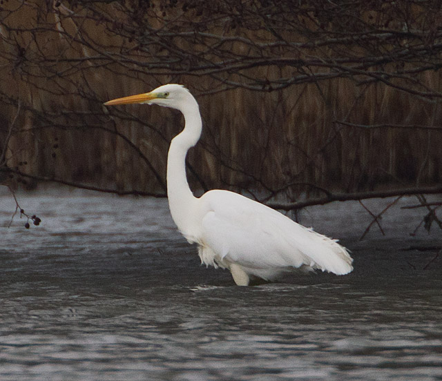Great White Egret