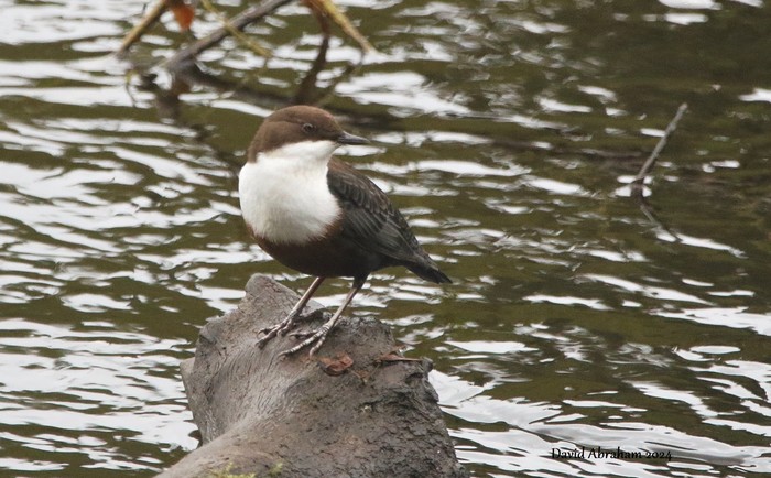 Dipper 