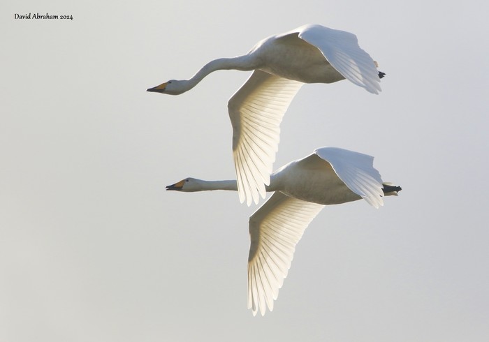 Whooper Swan