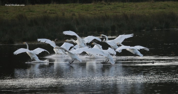 Whooper Swan