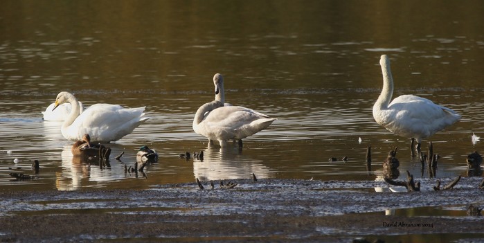Whooper Swan