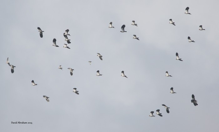 Dunlin 