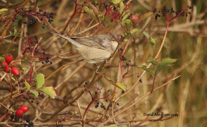 Barred Warbler 