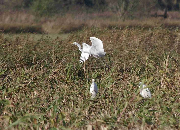 Great White Egret