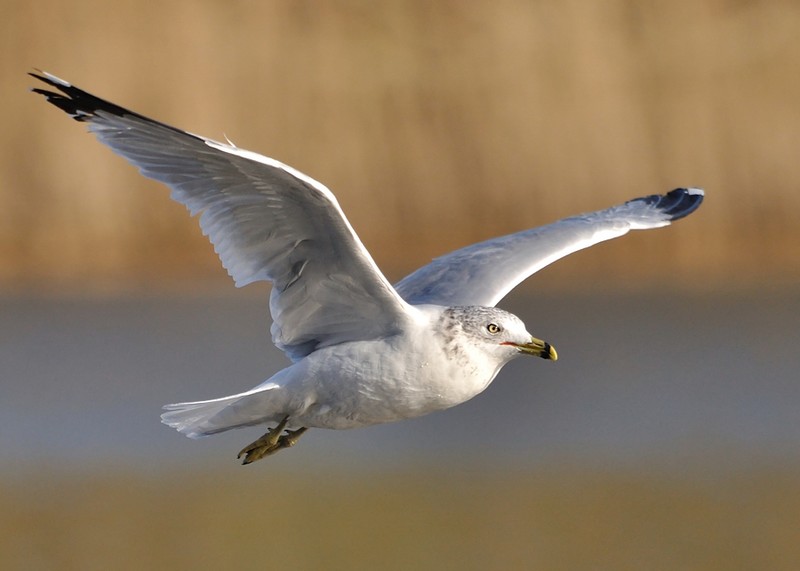 Ring-billed Gull