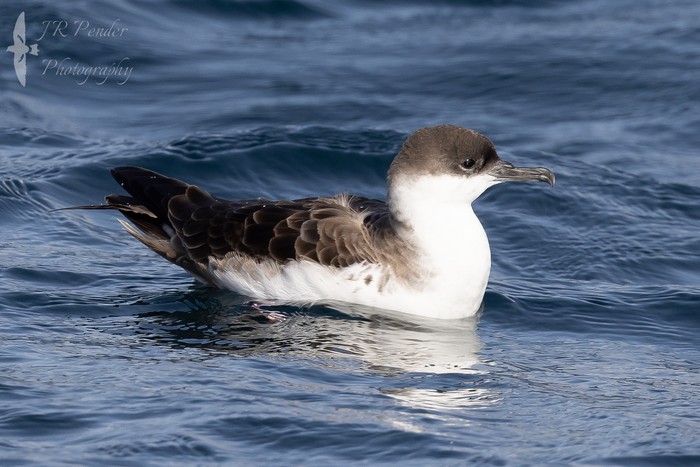 Great Shearwater