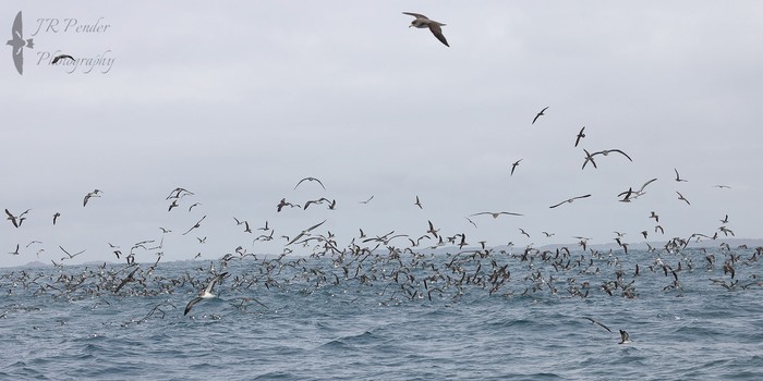 Cory's Shearwater