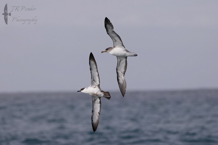 Great Shearwater