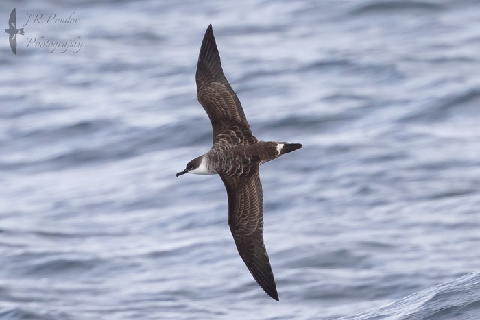 Great Shearwater