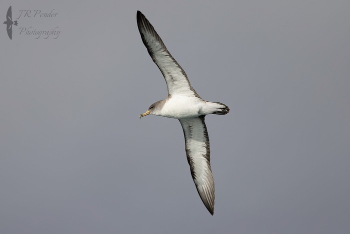 Scopoli's Shearwater