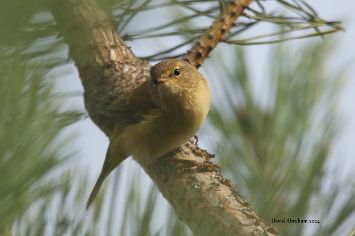 Chiffchaff 