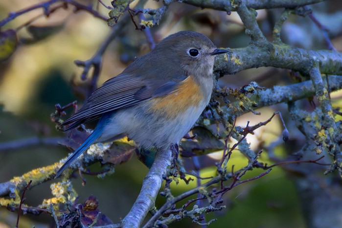 Red-flanked Bluetail