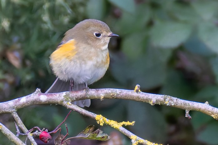 Red-flanked Bluetail