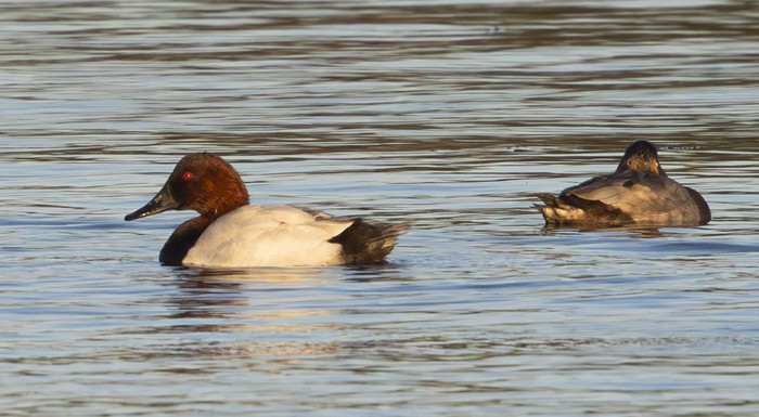 Canvasback