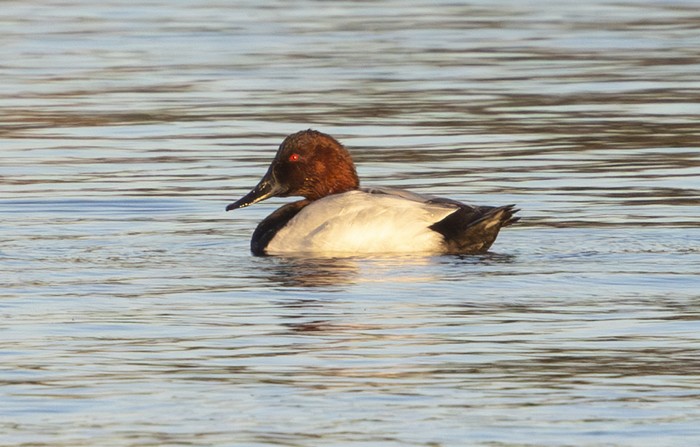 Canvasback