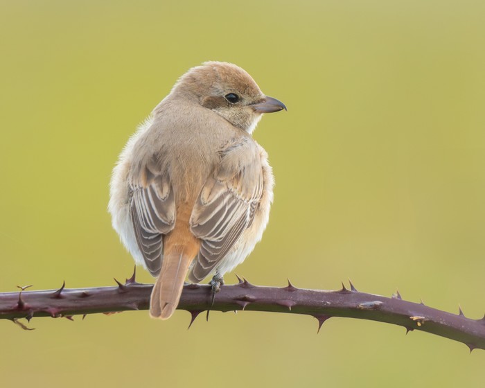 Isabelline Shrike sp