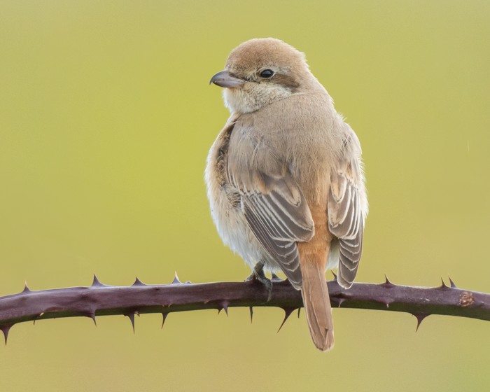Isabelline Shrike sp
