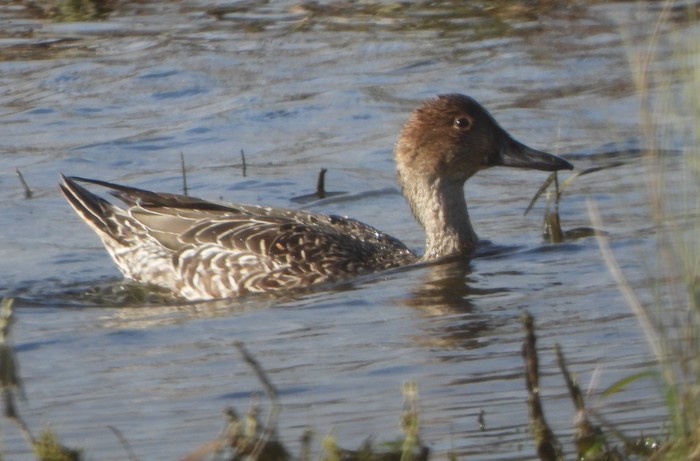Pintail
