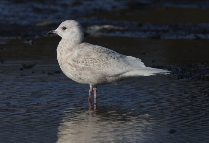 Iceland Gull