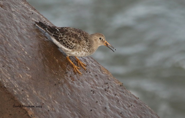 Purple Sandpiper 