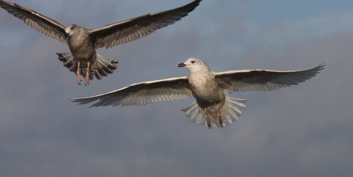 Iceland Gull
