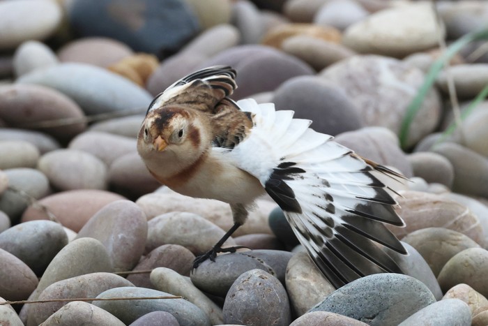 Snow Bunting