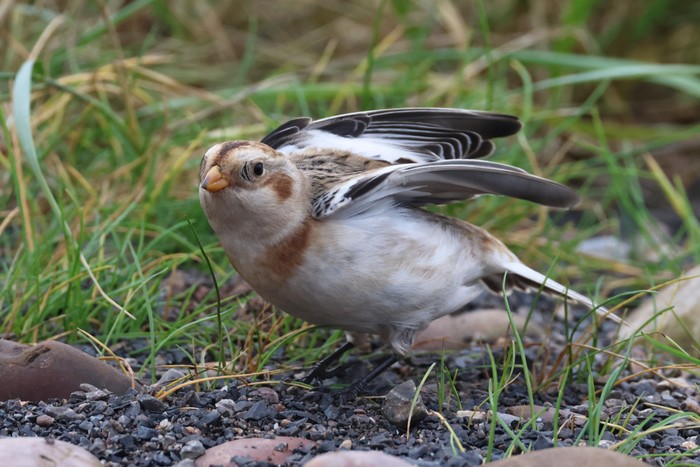 Snow Bunting