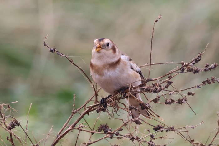 Snow Bunting