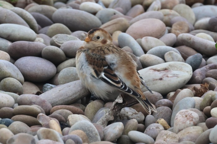 Snow Bunting