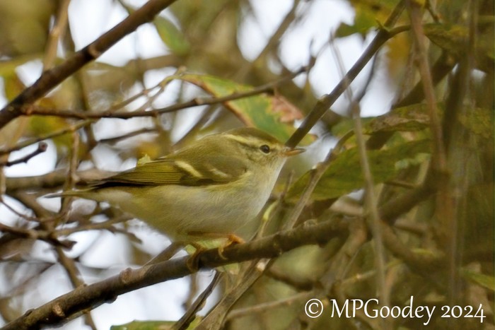 Yellow-browed Warbler
