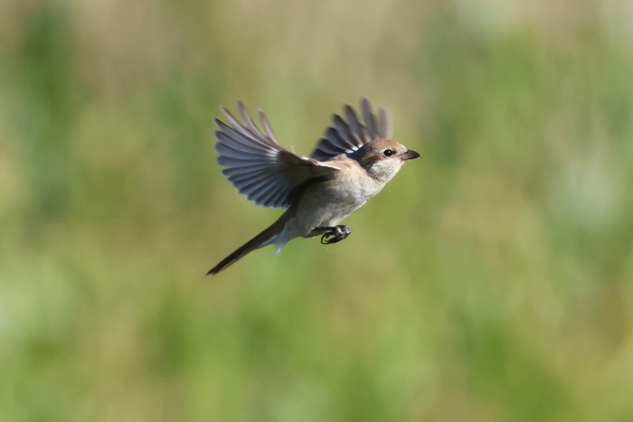 Isabelline Shrike sp
