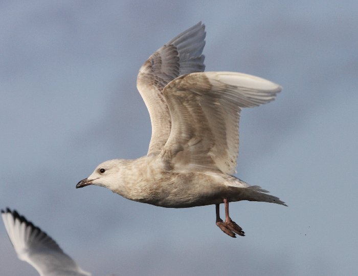 Iceland Gull