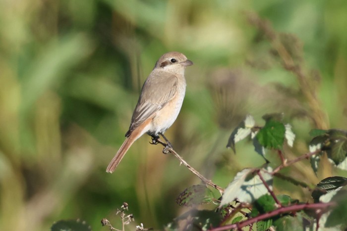 Isabelline Shrike sp