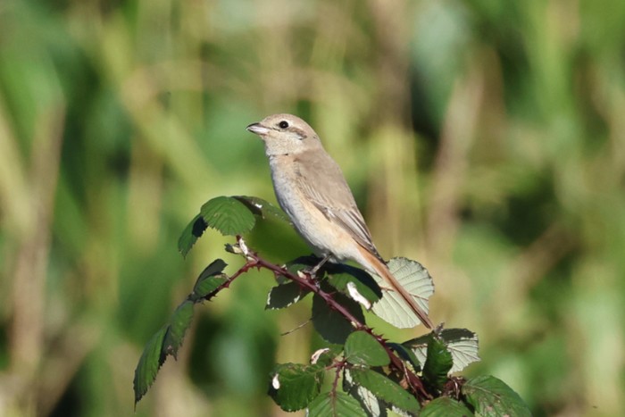 Isabelline Shrike sp