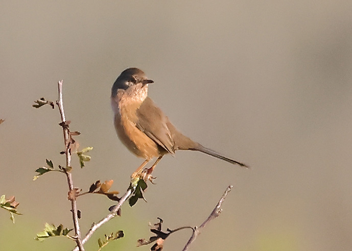 Dartford Warbler
