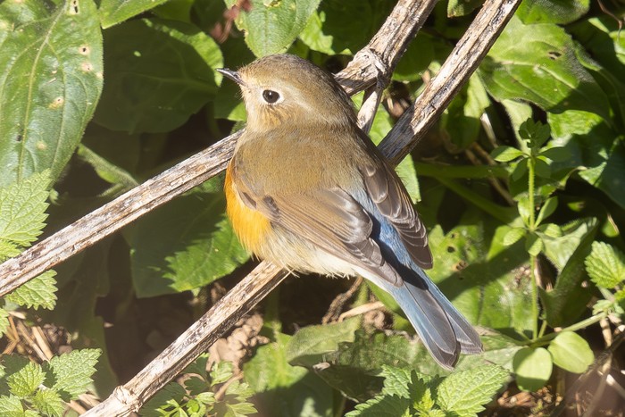 Red-flanked Bluetail