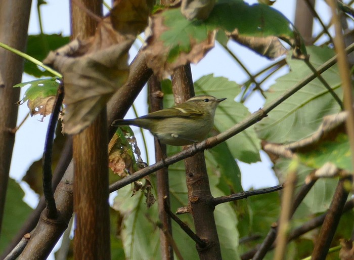 Hume's Warbler