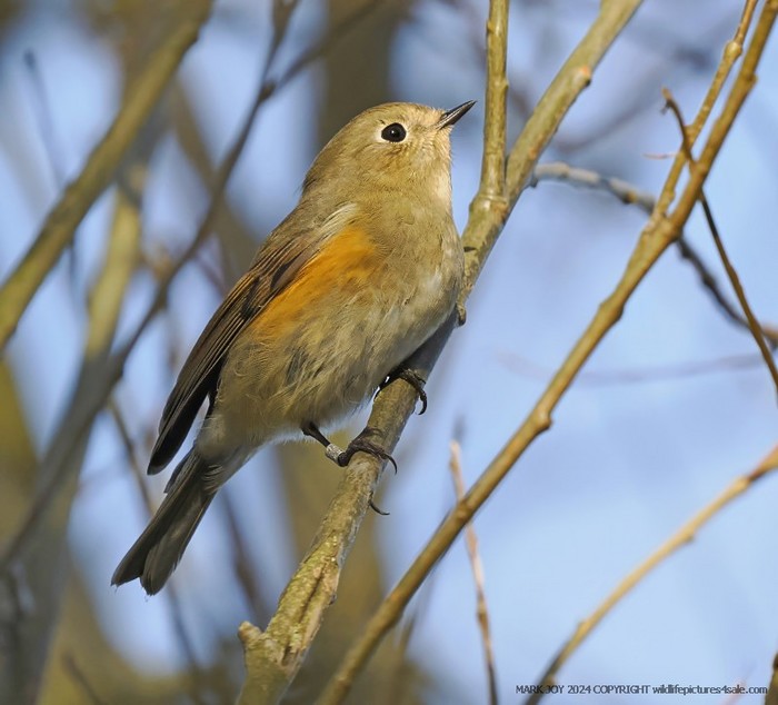 Red-flanked Bluetail