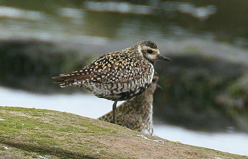 Pacific Golden Plover