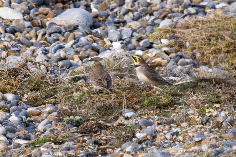 Shorelark