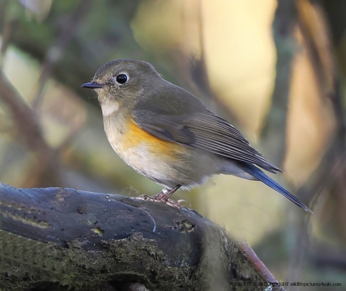 Red-flanked Bluetail