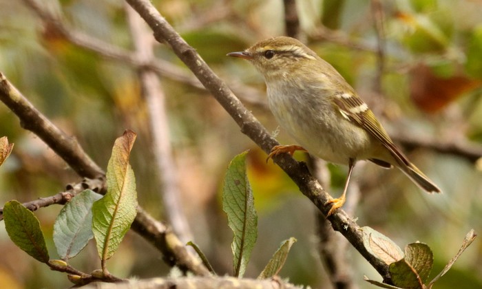 Yellow-browed Warbler