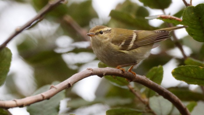 Yellow-browed Warbler