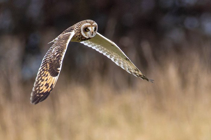 Short-eared Owl